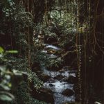 Jungle