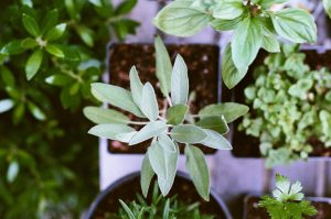 House Plants