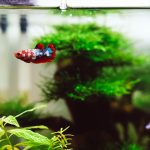 Aquarium