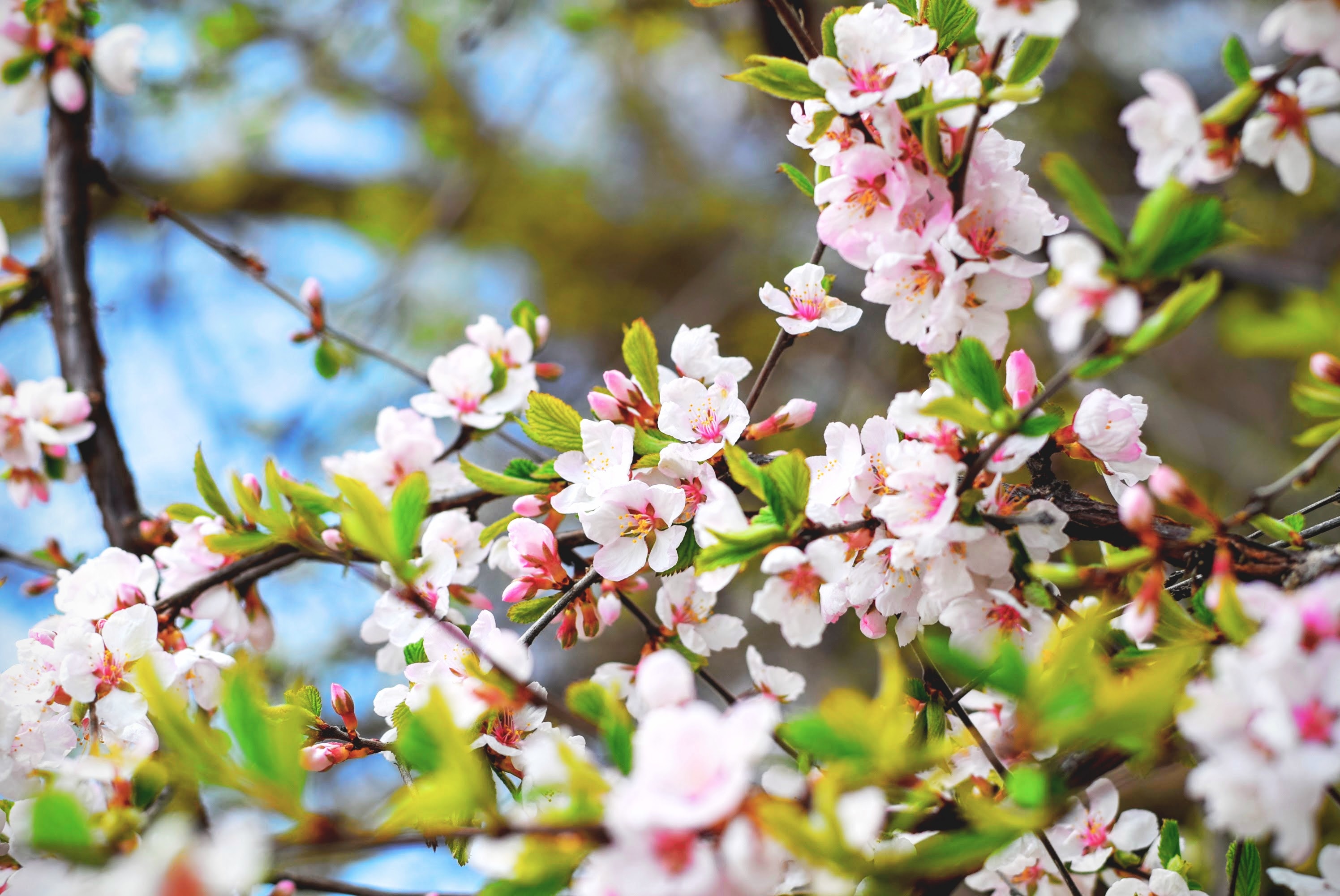 spring-meaning-in-marathi-spring-spring-in-marathi