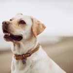 Dogs