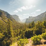 Forest Sounds