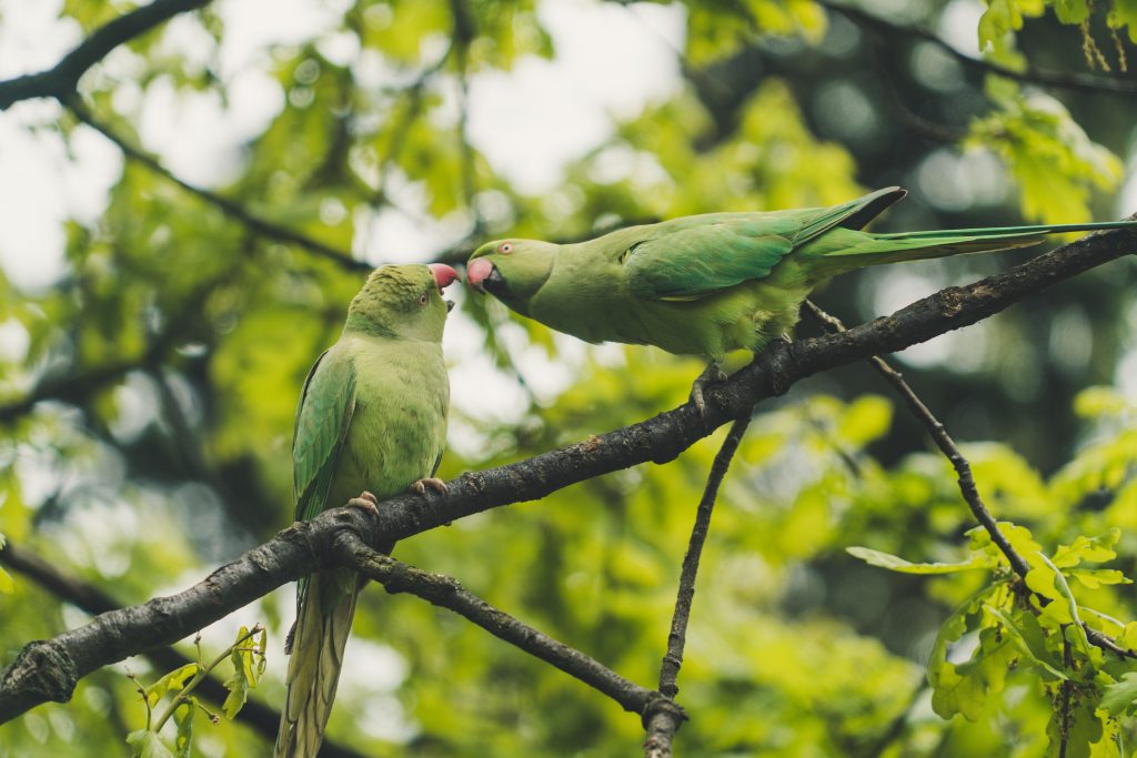 Green Birds